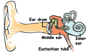Parenting and Child Health - Health Topics - Ear infections