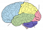 Blank Brain Diagram - AoF.com