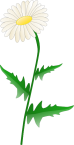 Daisy clip art - vector clip art online, royalty free & public domain